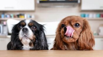 Experimento de los perros de Pavlov: El condicionamiento clásico